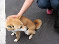 看板犬・モモちゃん