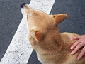 看板犬・モモちゃん