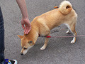 看板犬・モモちゃん